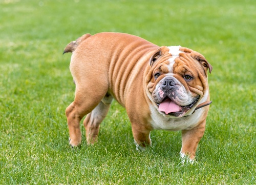 blog-breed-bulldog_pvbswXQ.max-500x500.format-jpeg