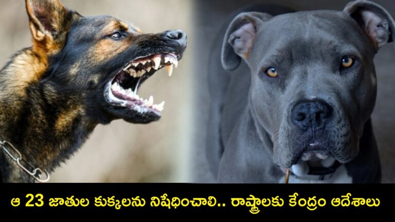 TRENDING NEWS: The central government requests states to prohibit 23 breeds of “aggressive” dogs: Verify the list.